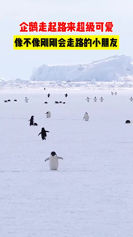 企鹅走起路来超级可爱,像不像刚刚会走路的小朋友