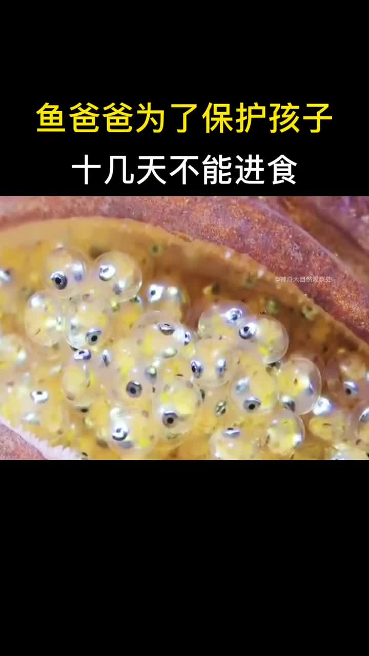 后颌鱼通常是雄鱼来看护鱼卵直到孵出小鱼为止,并且会将鱼卵含在嘴里