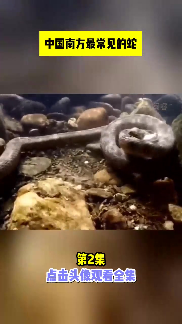 中国南方最常见的蛇[第2集]