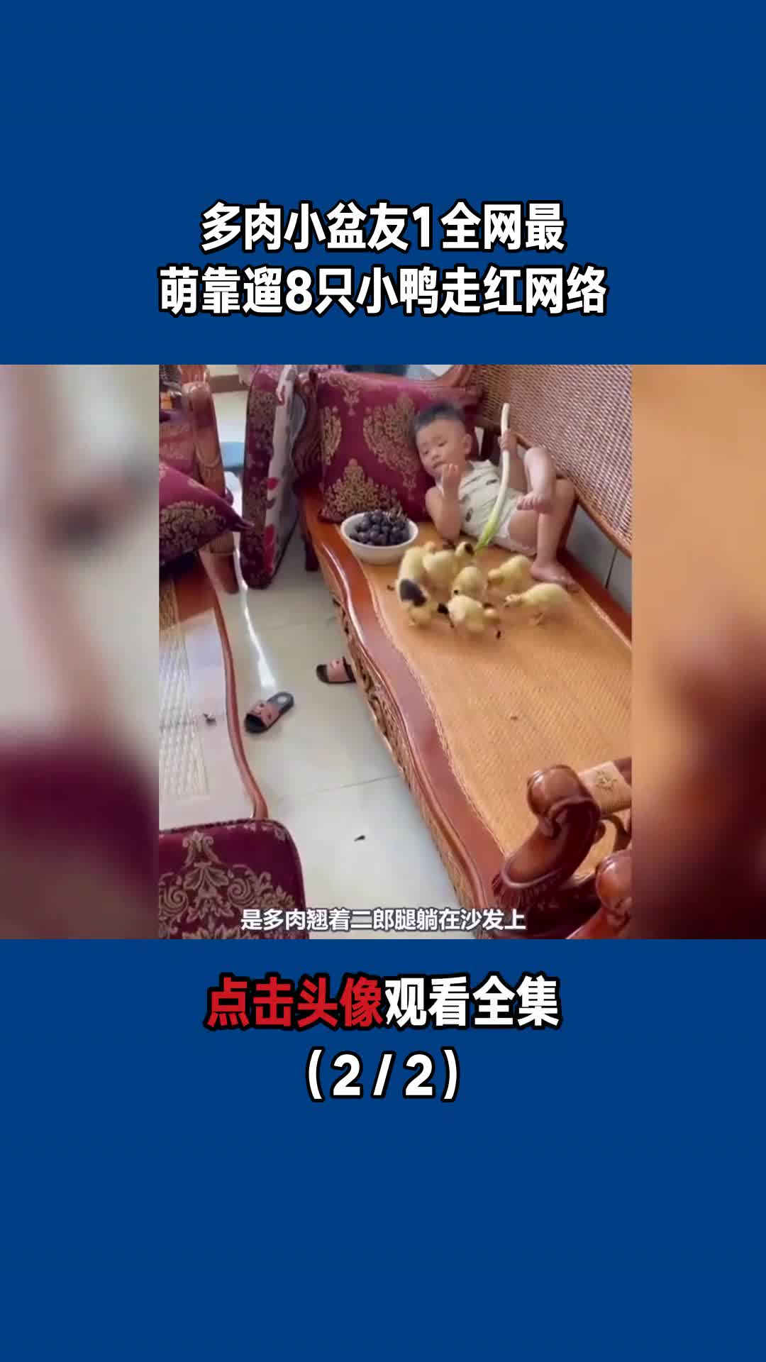 多肉小盆友1:全网最萌,靠遛8只小鸭走红网络(2/2)