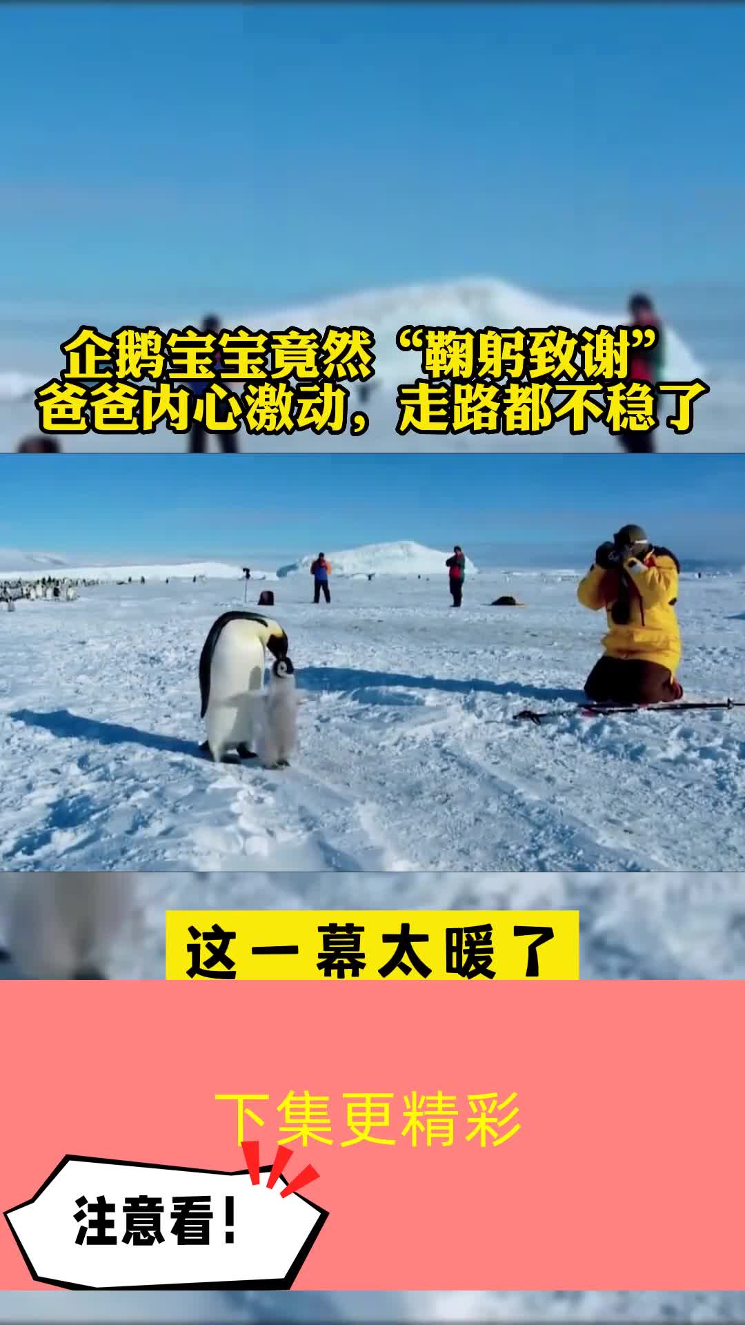 企鹅宝宝竟然鞠躬致谢爸爸内心激动走路都不稳了