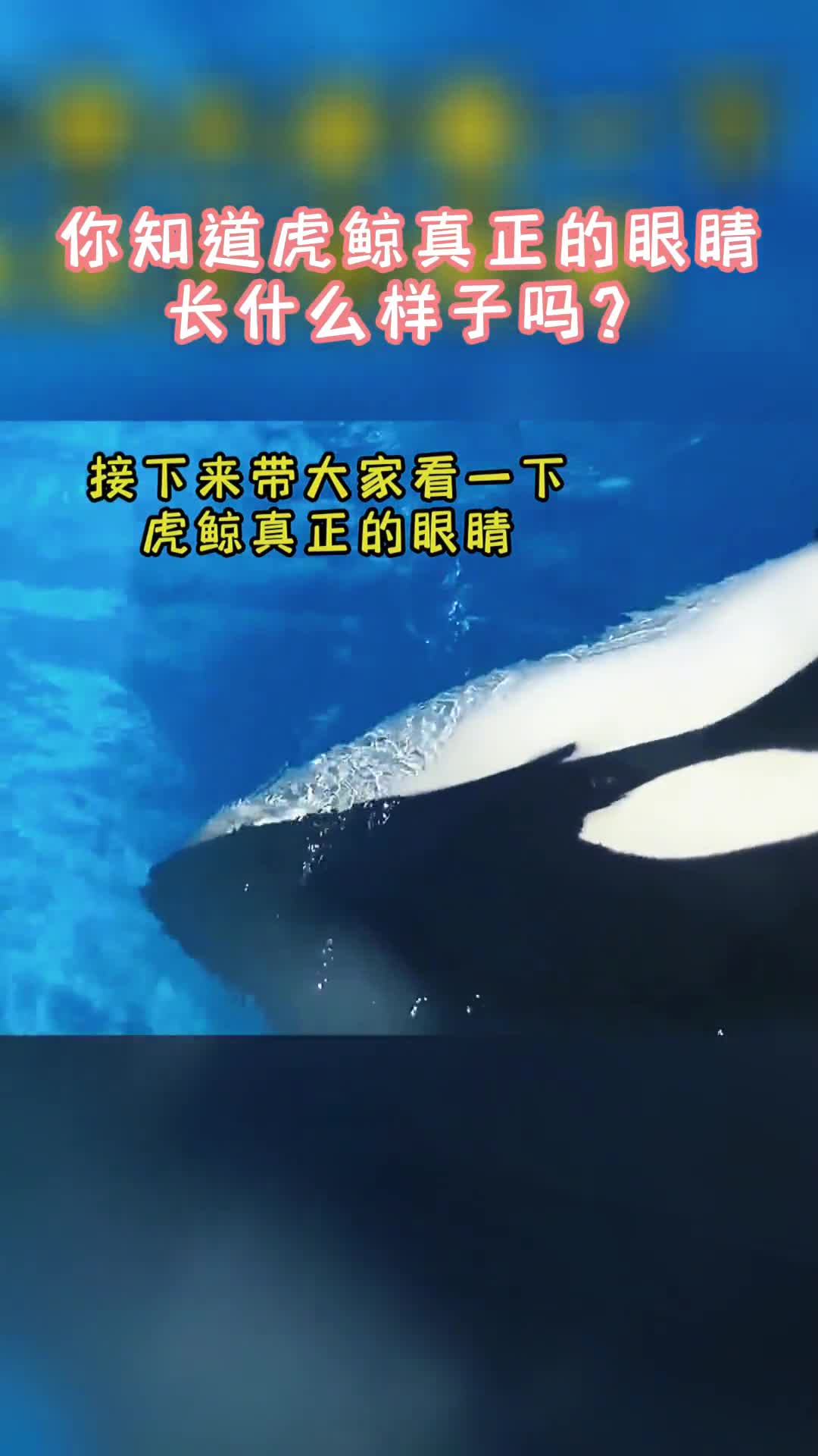 虎鲸真正的眼睛你知道长什么样子吗?
