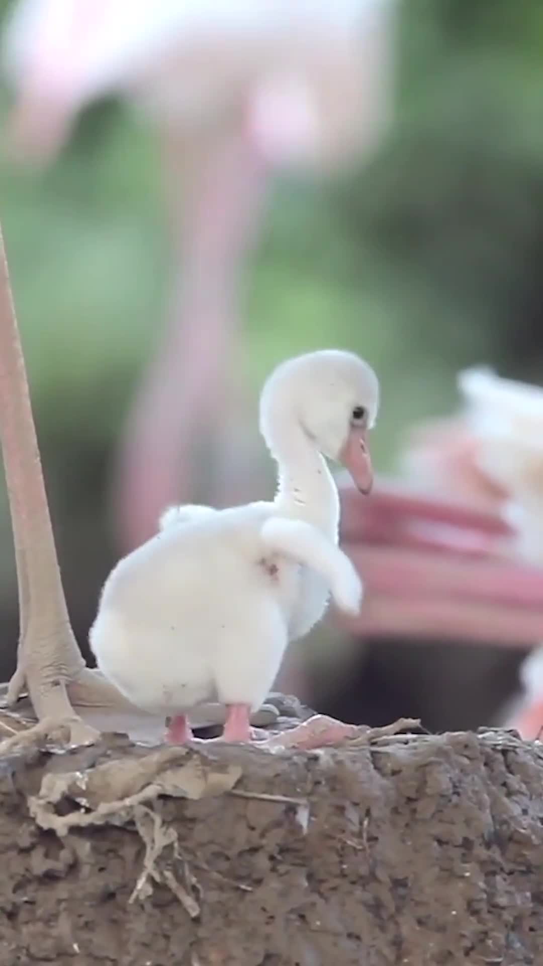 原来,小时候的火烈鸟宝宝长这样,并不是一出生就火红火红的哦～-度小