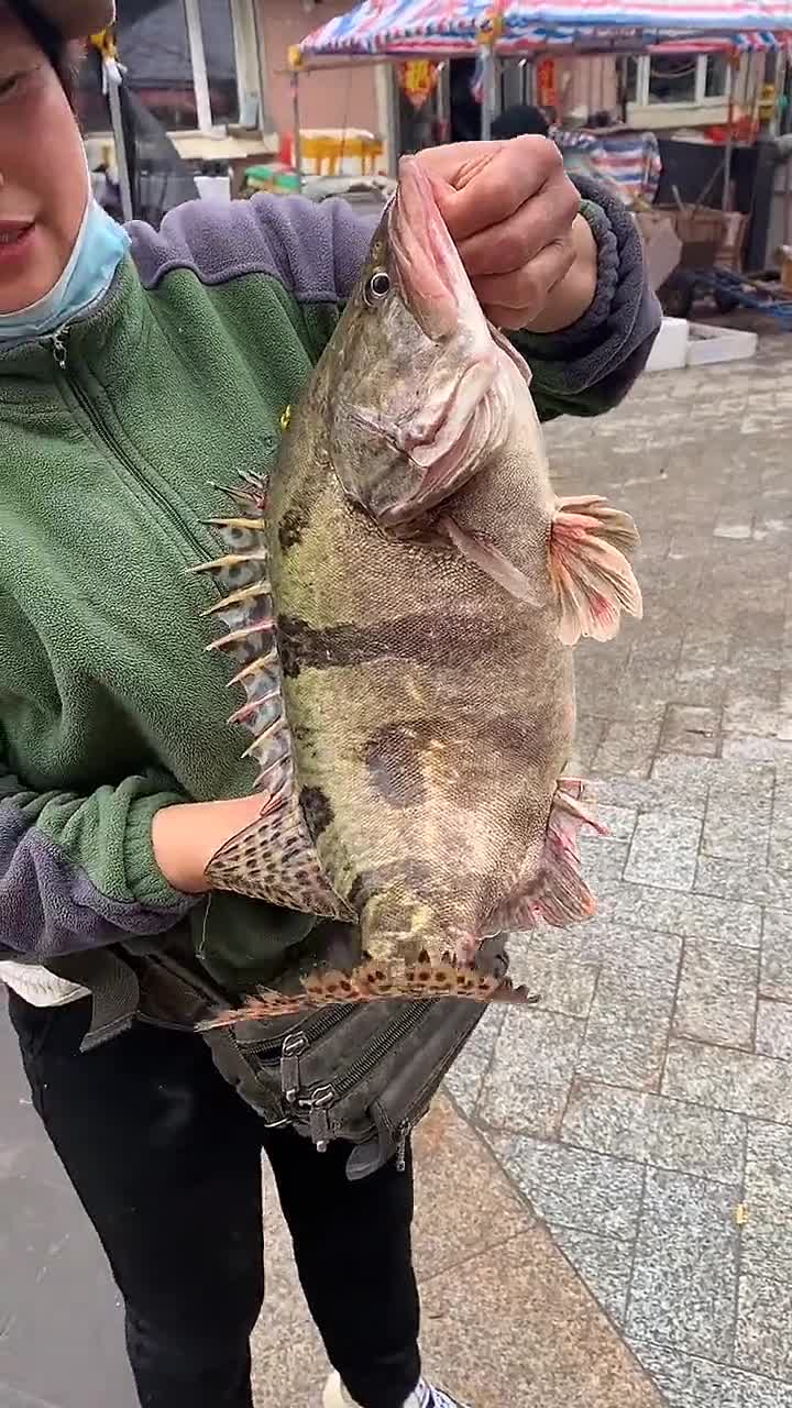 乌苏里江野生鳌花鱼,三花之首.