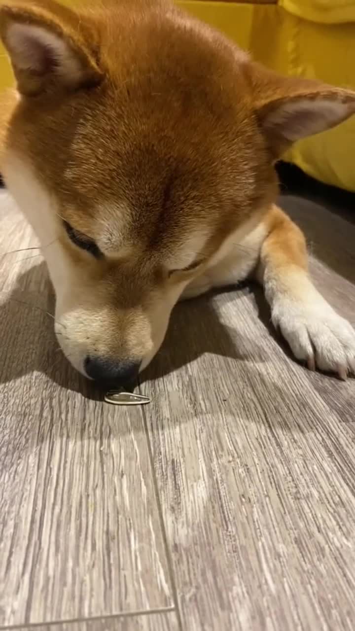 嗑瓜子的小狗,核桃嗑瓜子是老手了,你们的狗子嗑瓜子会吐皮儿么