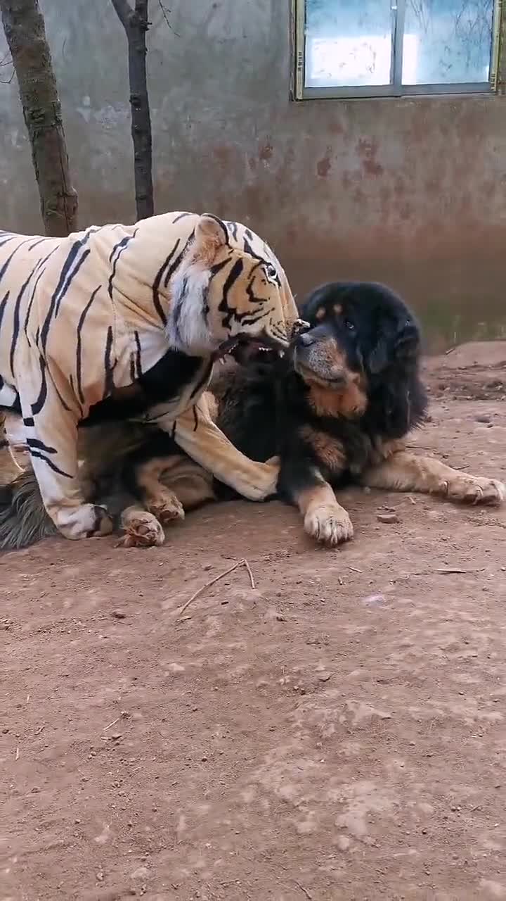 难道这就是獒假虎威吗藏獒老虎搞笑萌宠成精了