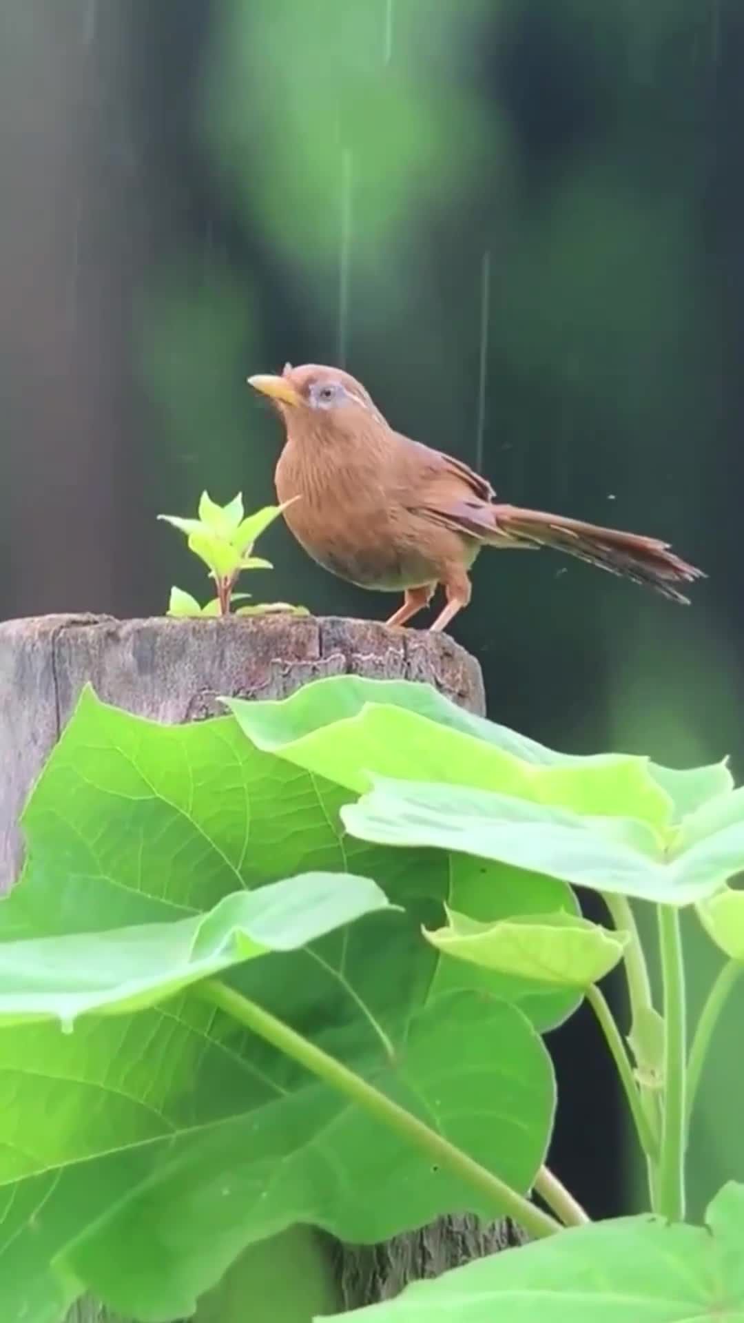 画眉又称金画眉,爱护幼鸟,保护野生动物人人有责!-度小视