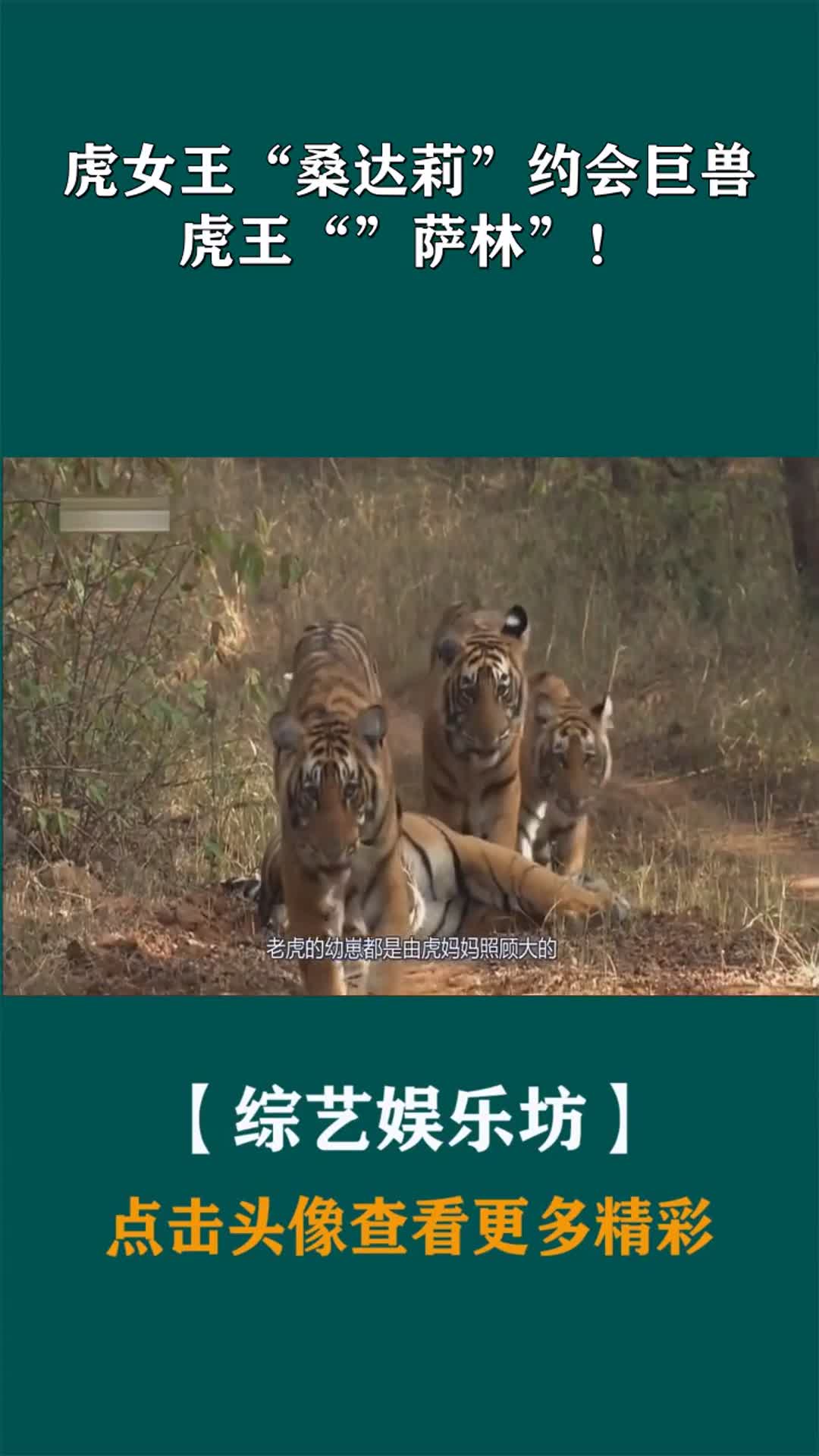 虎女王"桑达莉"约会巨兽虎王""萨林"!