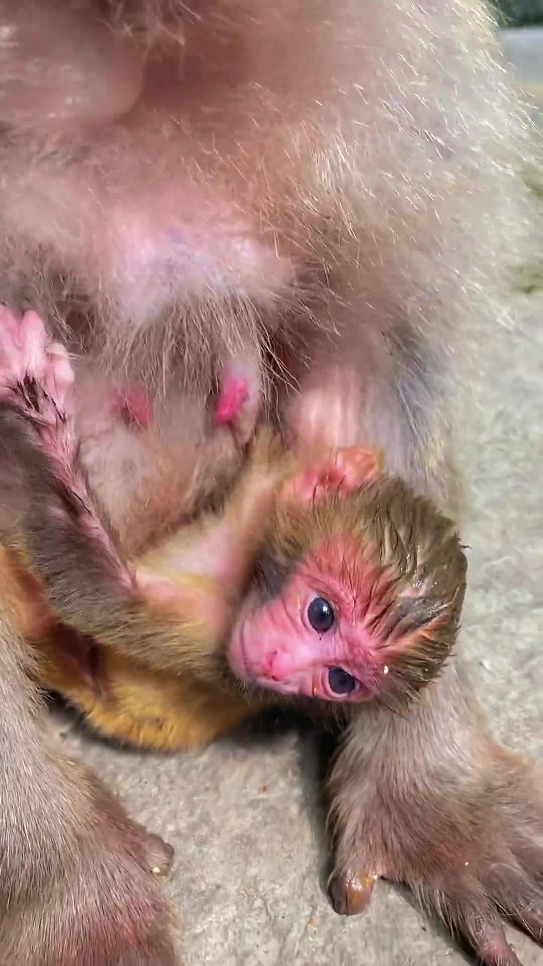 刚出生两天的猴宝宝